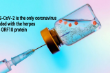 Germany and the WHO infecting the World with herpes using COVID-19 mRNA vaccines
